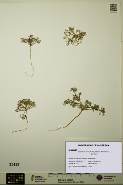 Asteriscium closii [Espécimen: ULS:ULS:0022425]