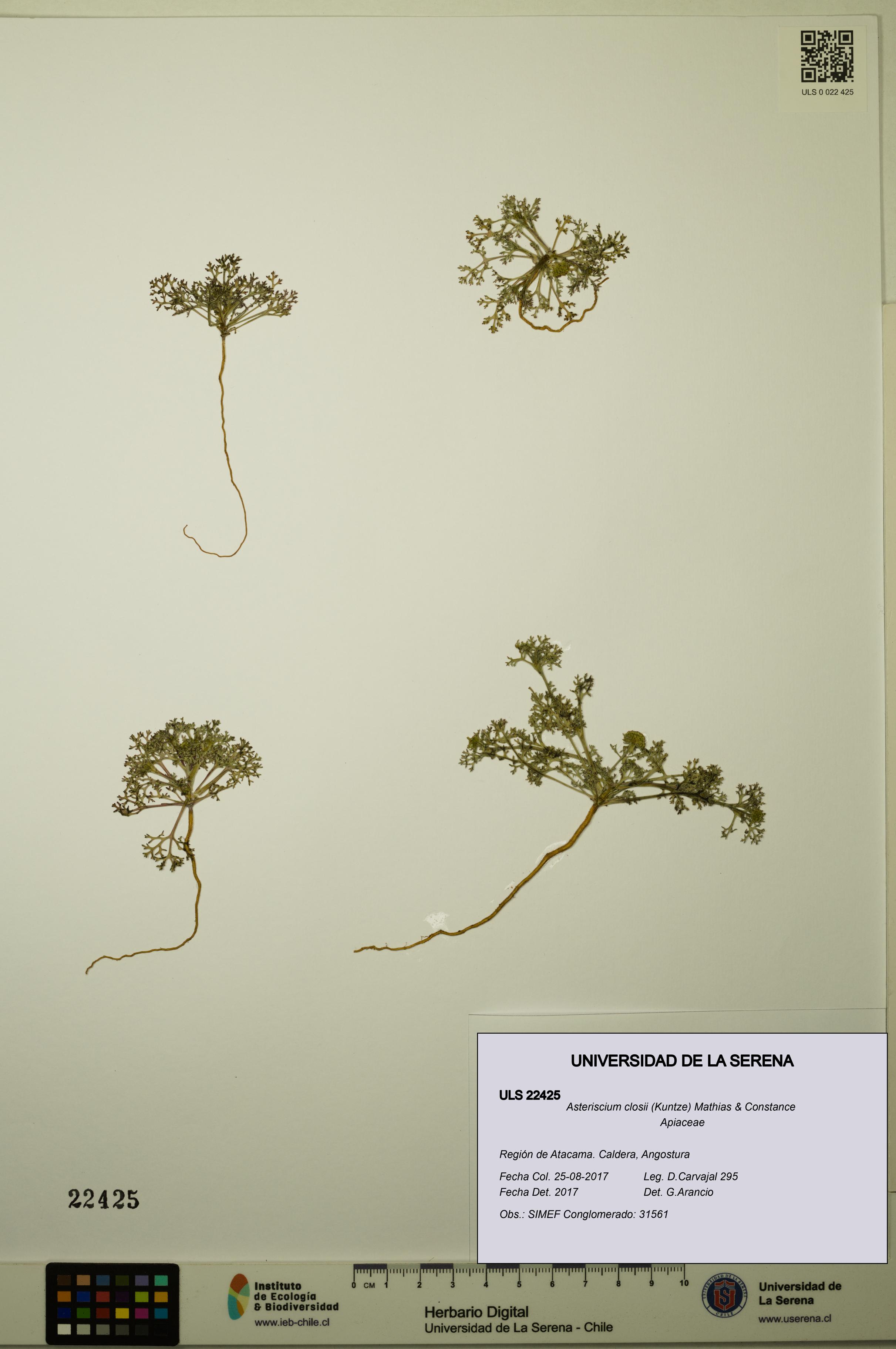 Asteriscium closii [Espécimen: ULS:ULS:0022425]