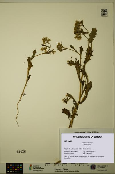 Senecio vulgaris [Espécimen: ULS:ULS:0022426]
