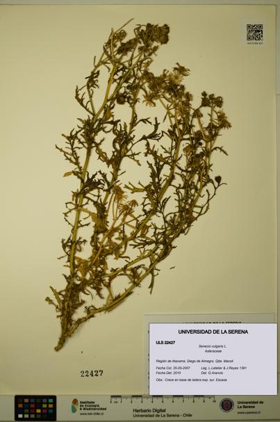 Senecio vulgaris [Espécimen: ULS:ULS:0022427]
