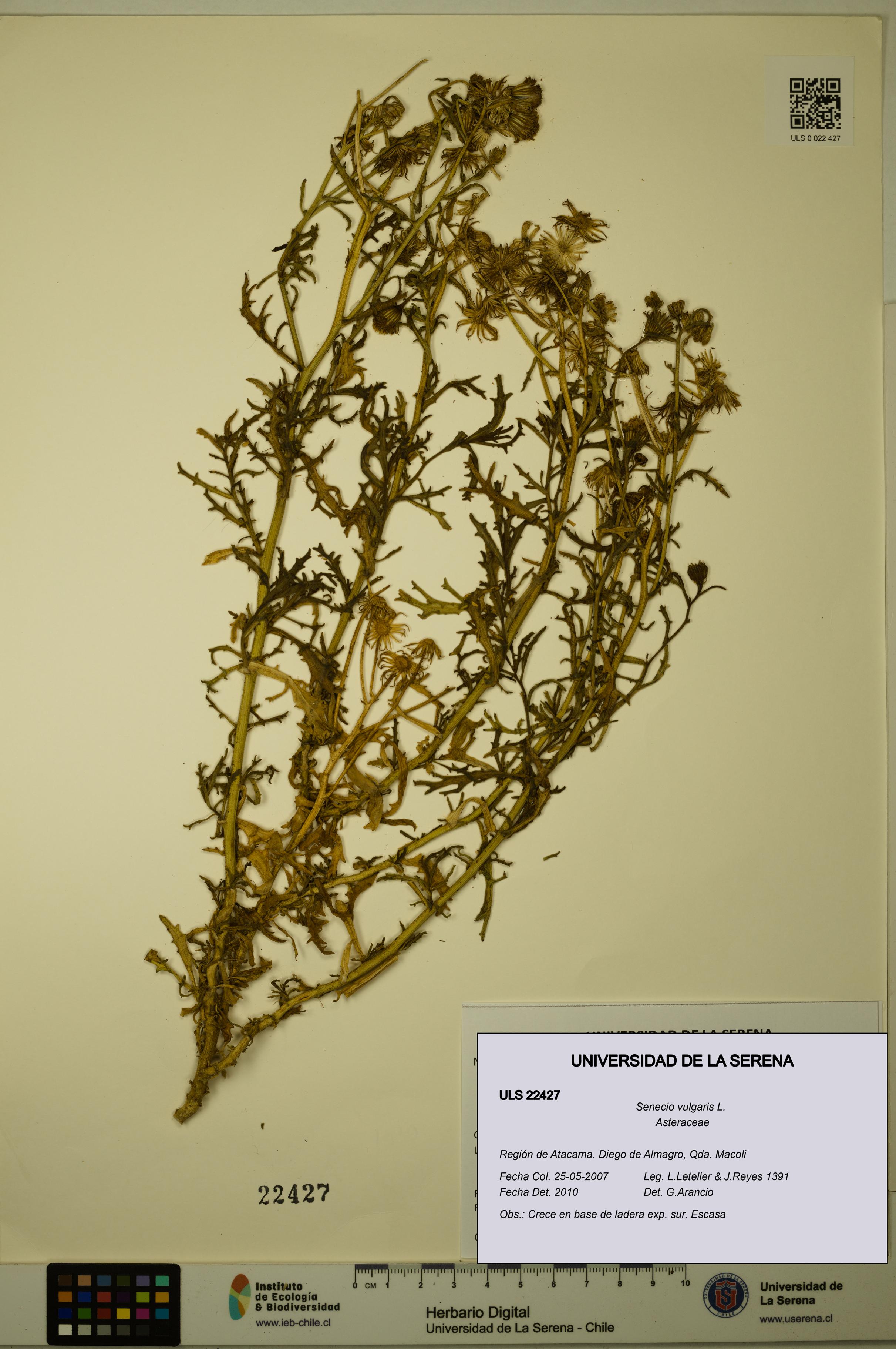 Senecio vulgaris [Espécimen: ULS:ULS:0022427]