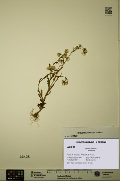 Senecio vulgaris [Espécimen: ULS:ULS:0022428]