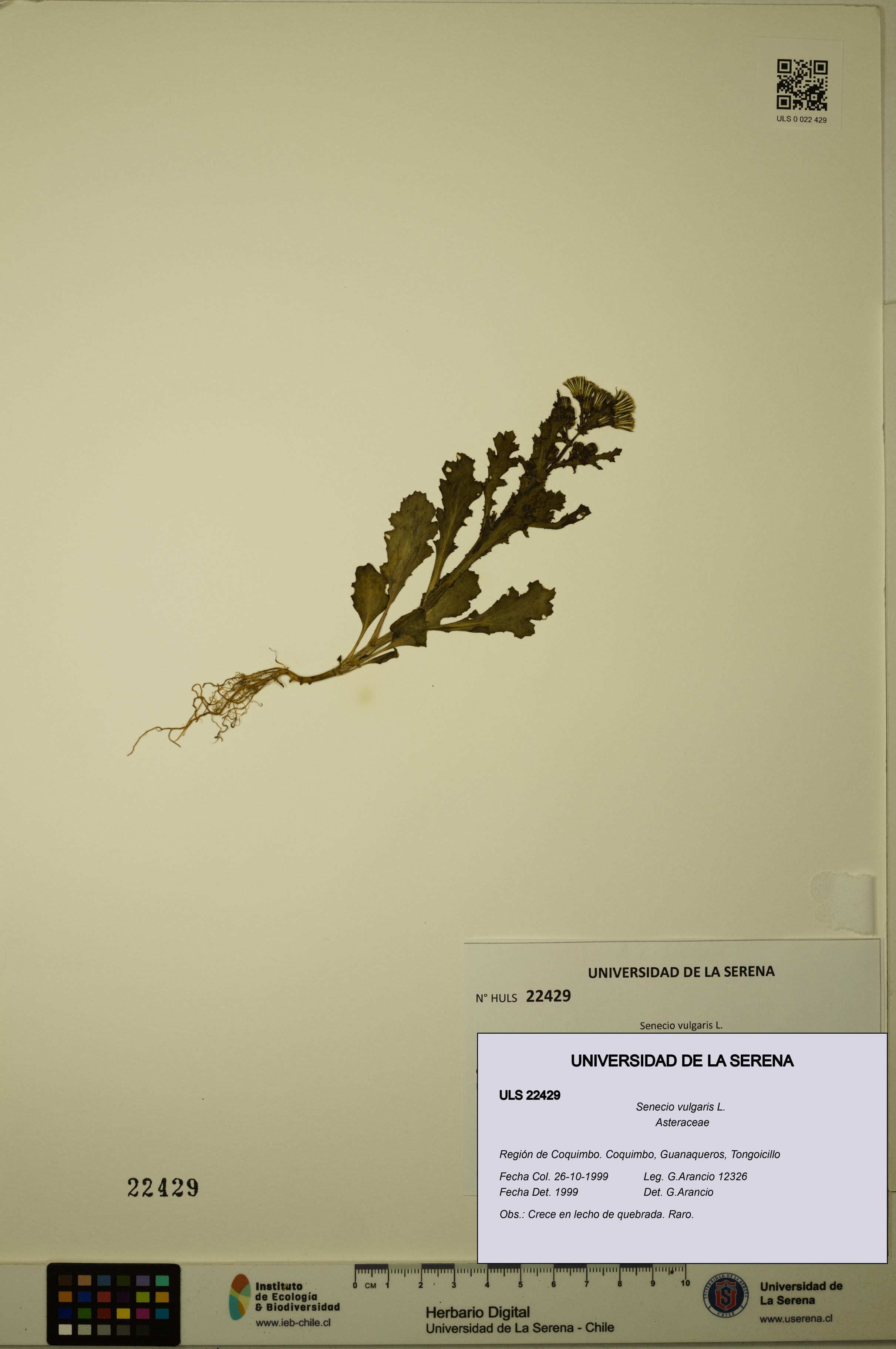 Senecio vulgaris [Espécimen: ULS:ULS:0022429]