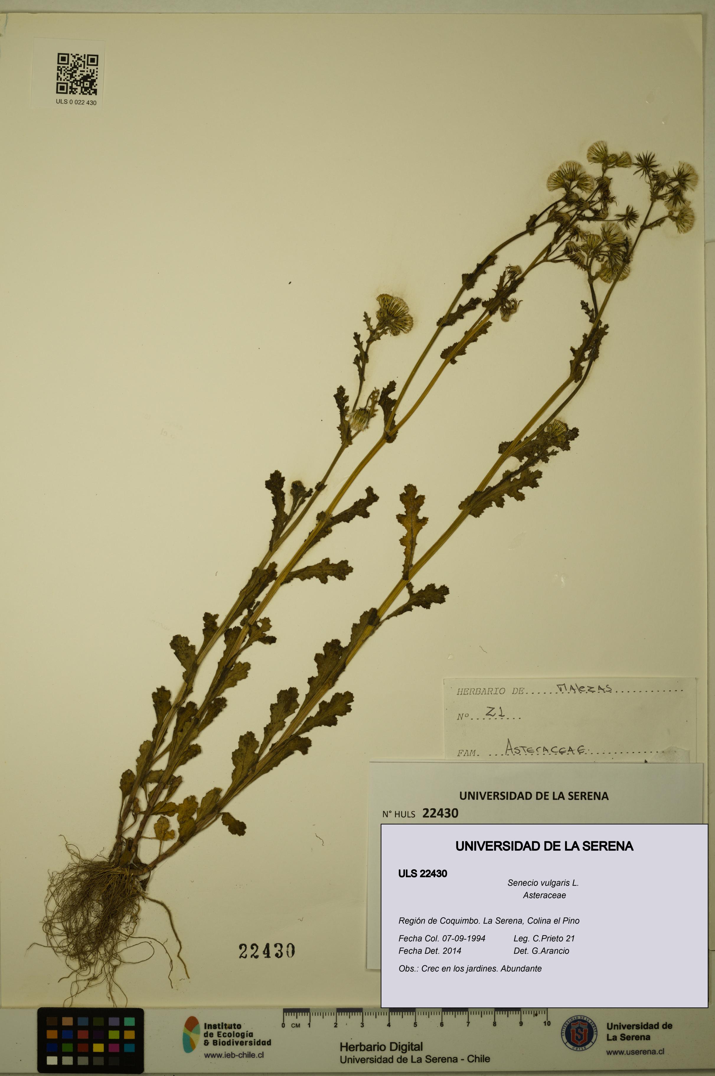Senecio vulgaris [Espécimen: ULS:ULS:0022430]