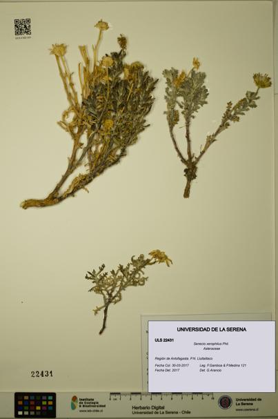 Senecio xerophilus [Espécimen: ULS:ULS:0022431]