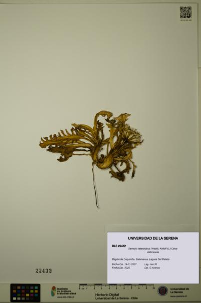 Senecio heterolobus [Espécimen: ULS:ULS:0022432]