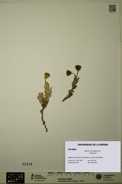 Senecio micropifolius [Espécimen: ULS:ULS:0022434]