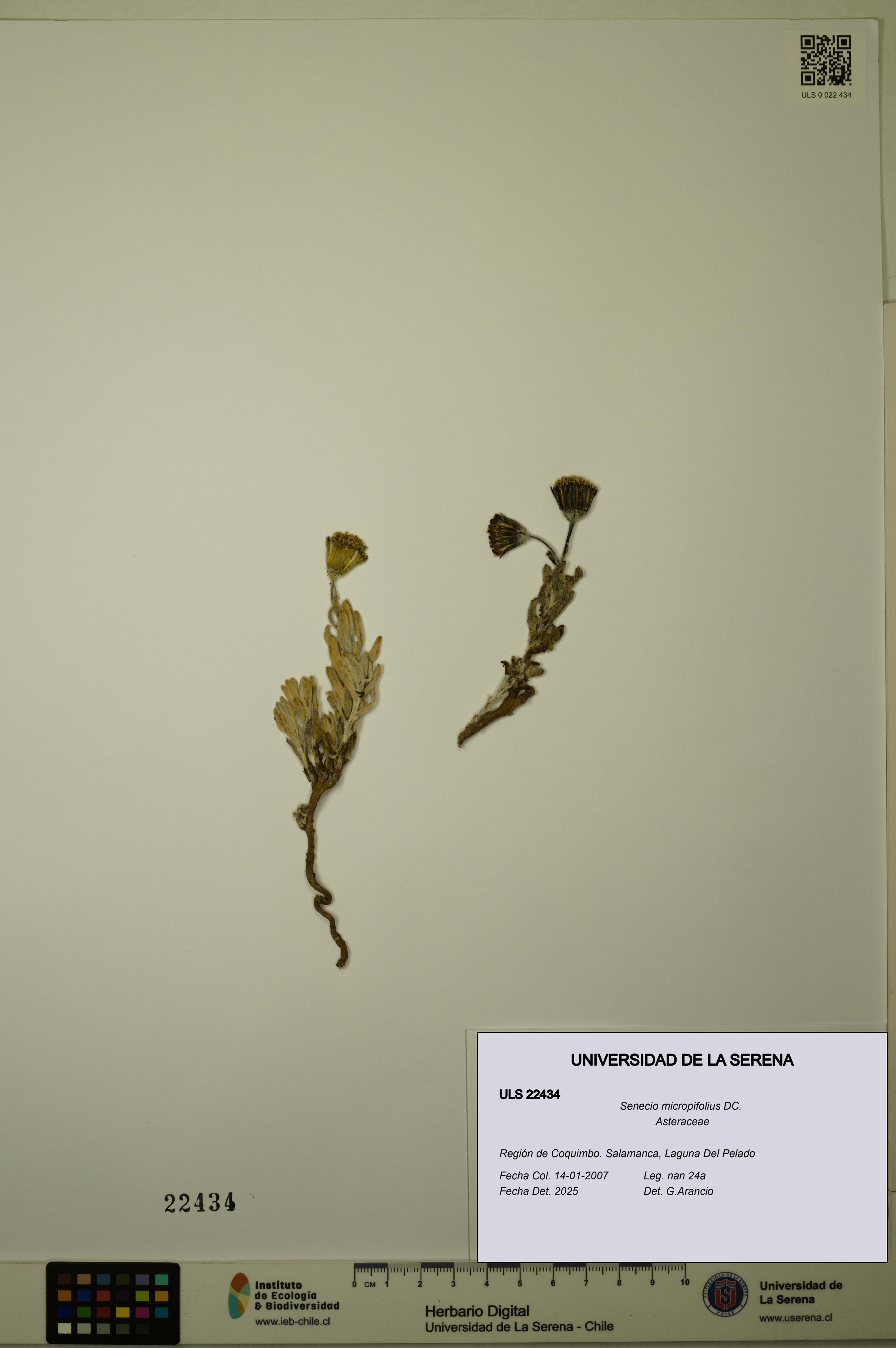 Senecio micropifolius [Espécimen: ULS:ULS:0022434]