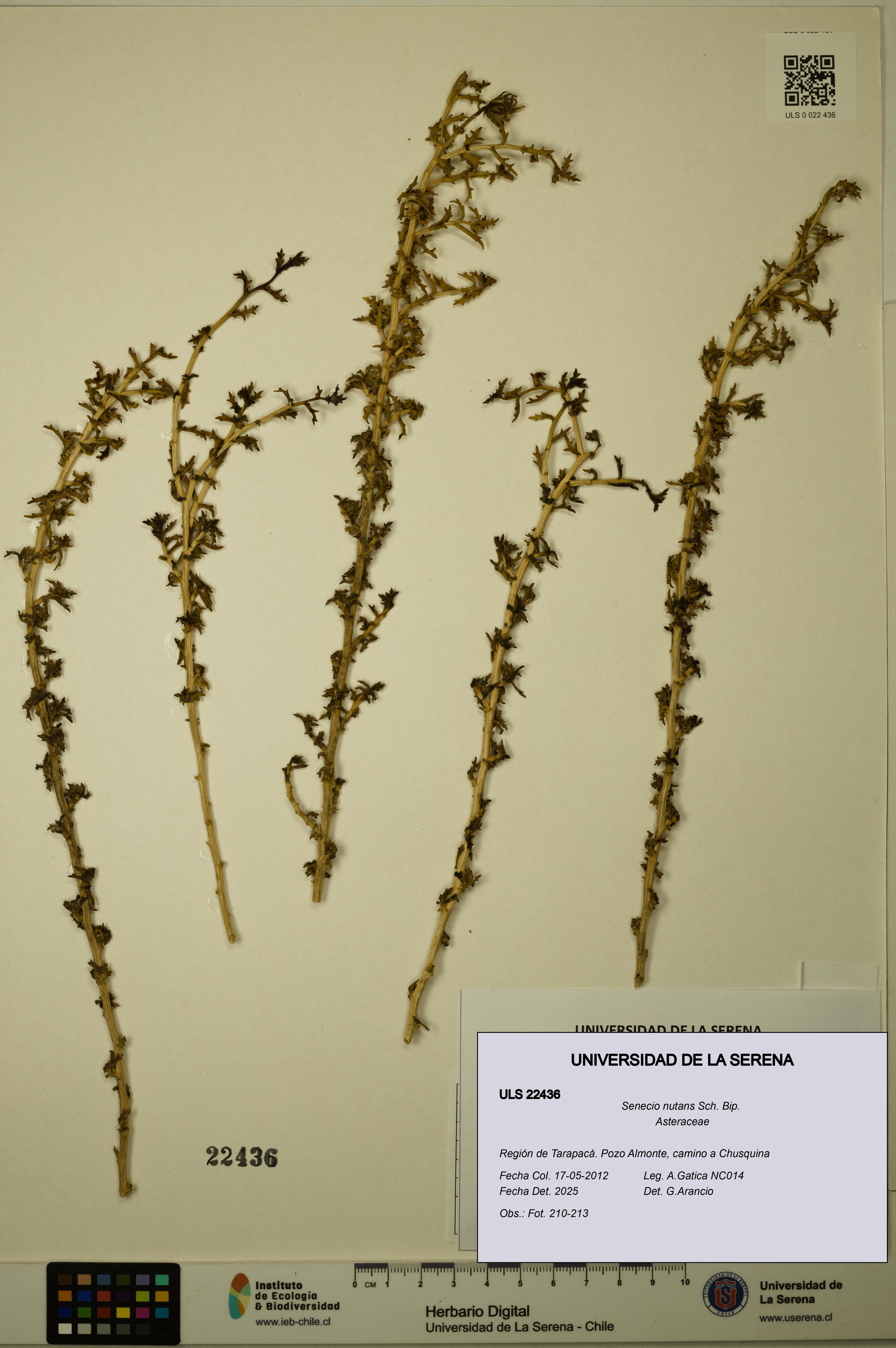 Senecio nutans [Espécimen: ULS:ULS:0022436]