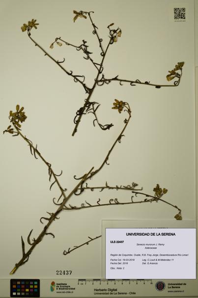 Senecio murorum [Espécimen: ULS:ULS:0022437]