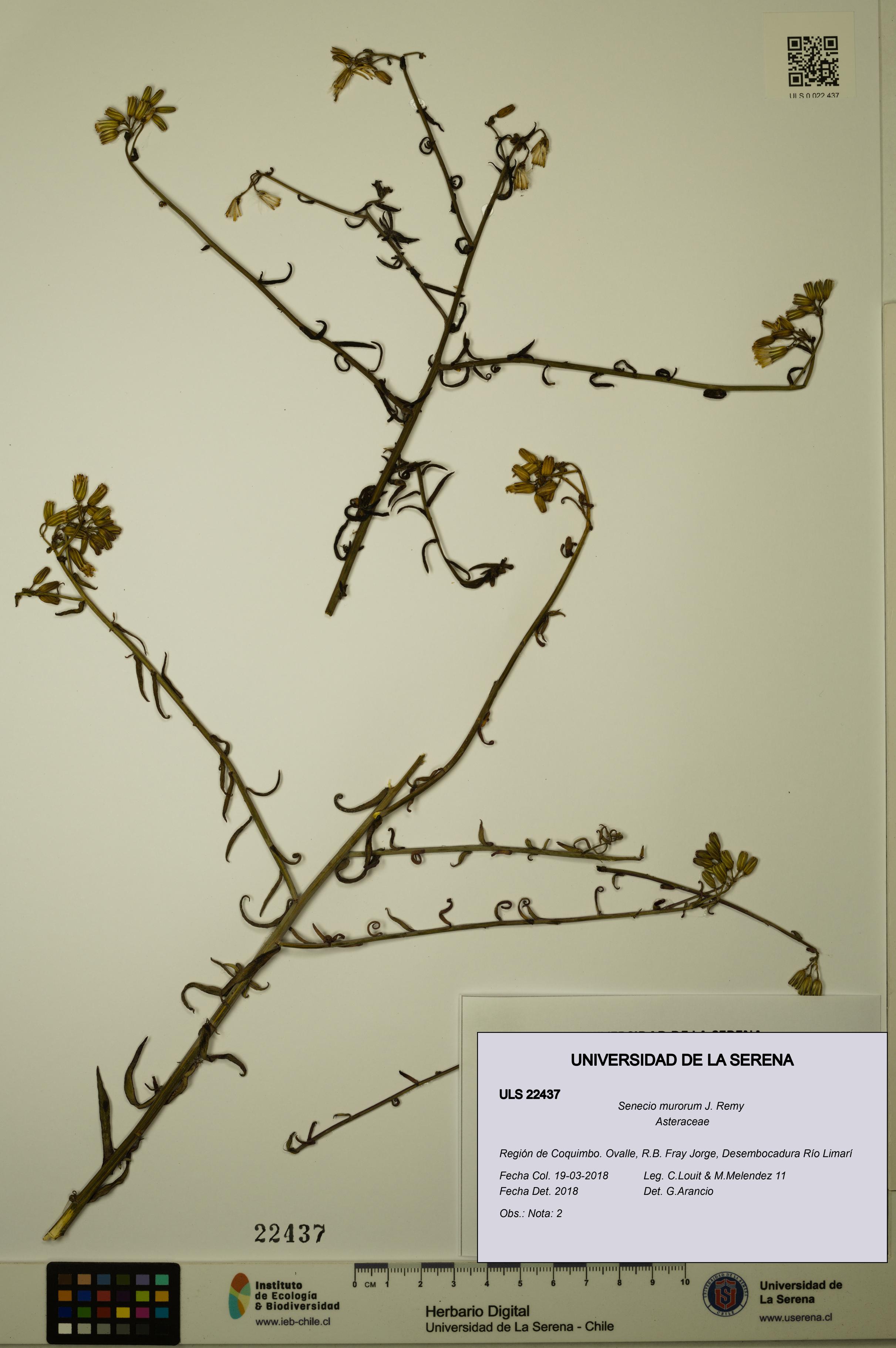 Senecio murorum [Espécimen: ULS:ULS:0022437]
