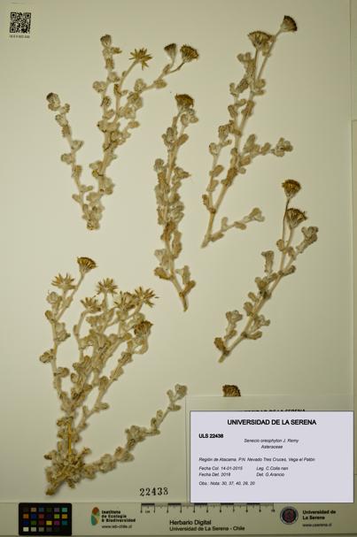 Senecio oreophyton [Espécimen: ULS:ULS:0022438]