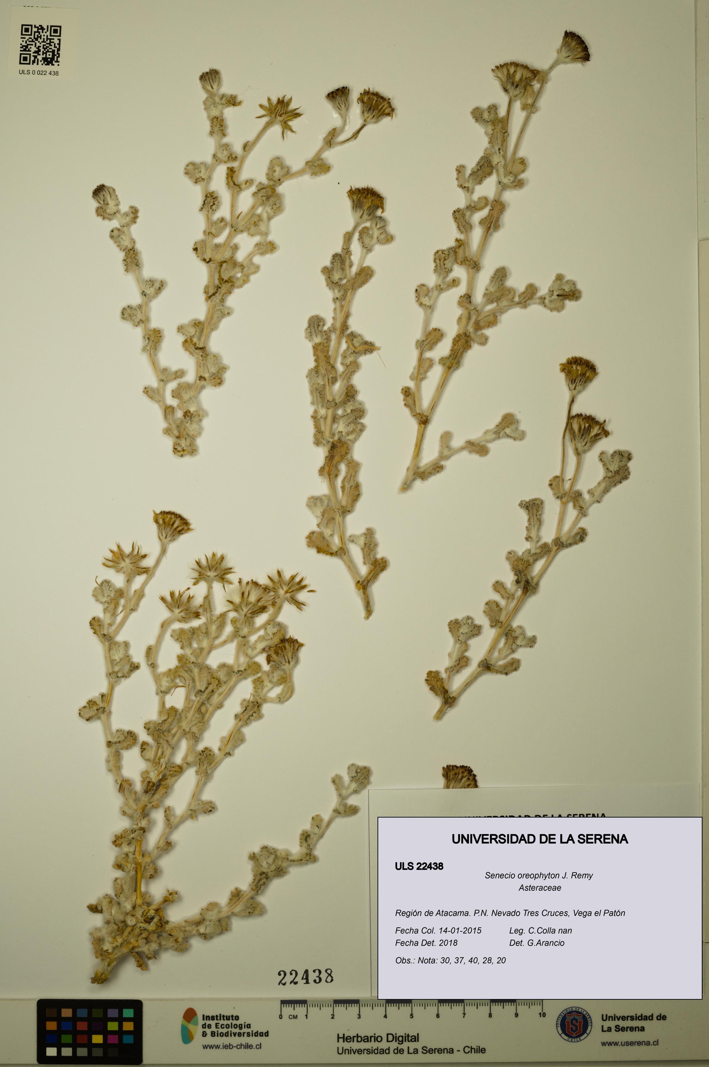 Senecio oreophyton [Espécimen: ULS:ULS:0022438]
