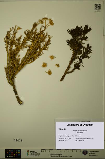 Senecio madariagae [Espécimen: ULS:ULS:0022439]