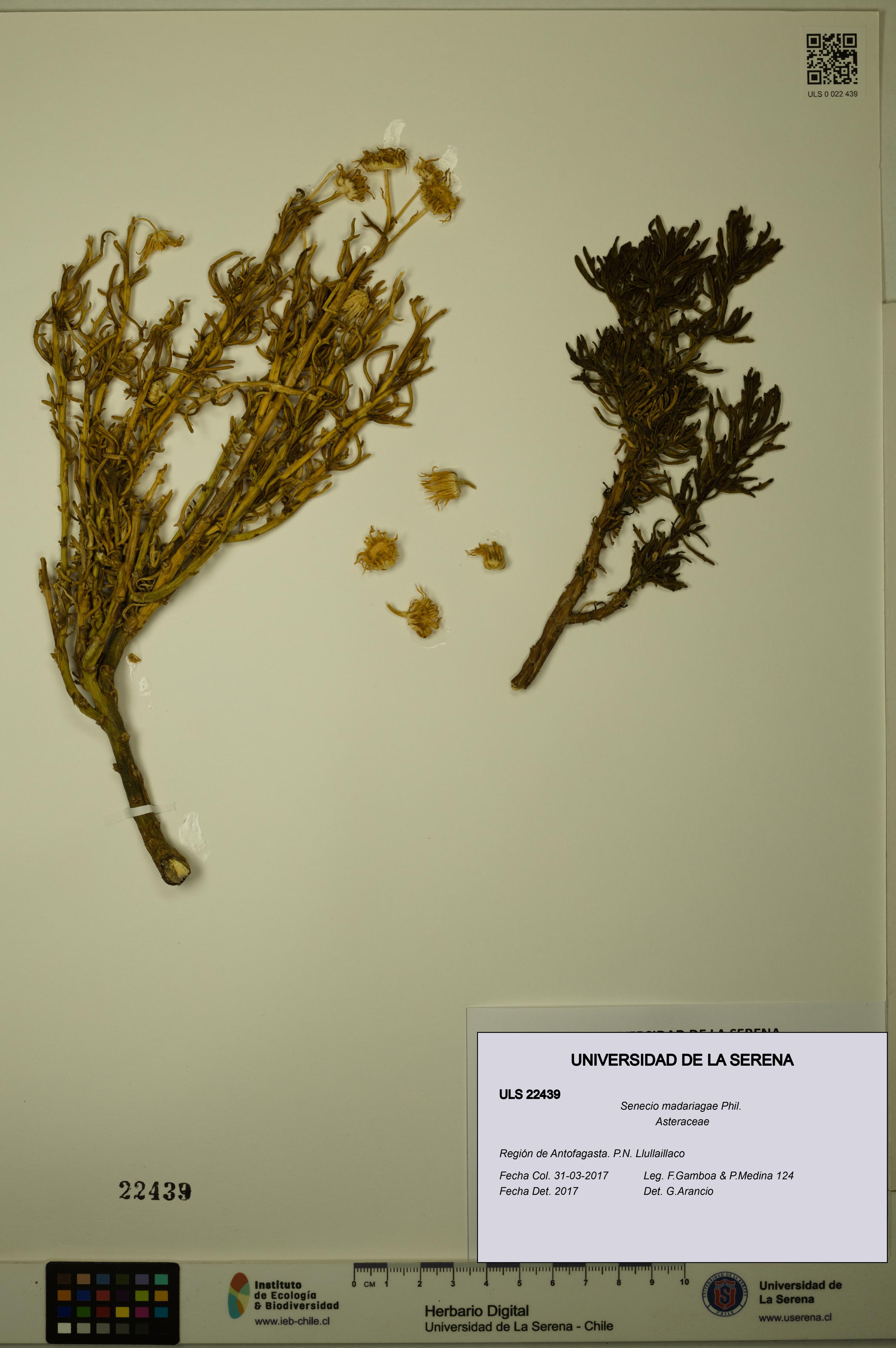 Senecio madariagae [Espécimen: ULS:ULS:0022439]