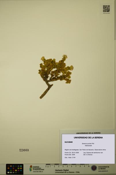Senecio puchei [Espécimen: ULS:ULS:0022440]