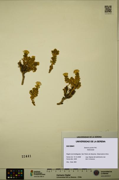Senecio puchei [Espécimen: ULS:ULS:0022441]