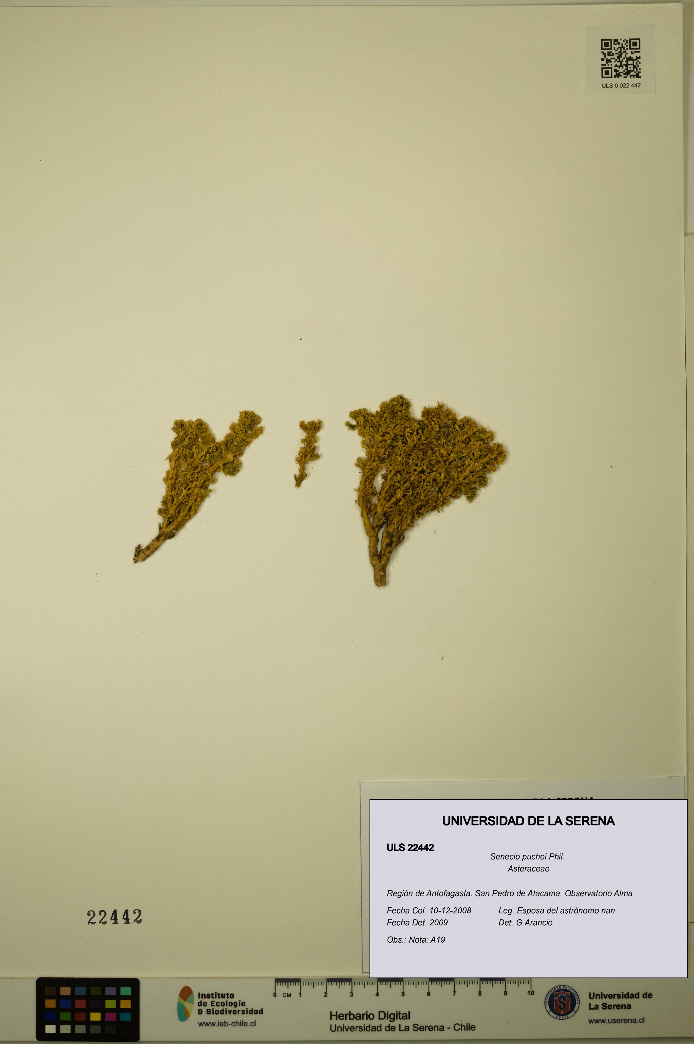 Senecio puchei [Espécimen: ULS:ULS:0022442]