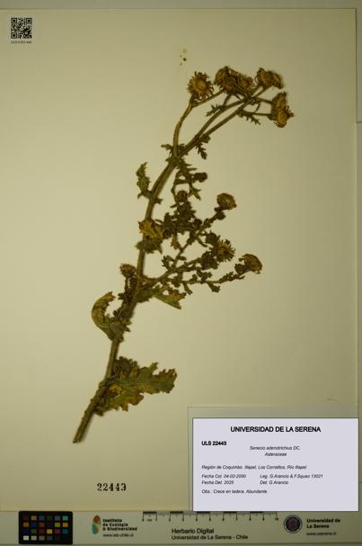Senecio adenotrichius [Espécimen: ULS:ULS:0022443]