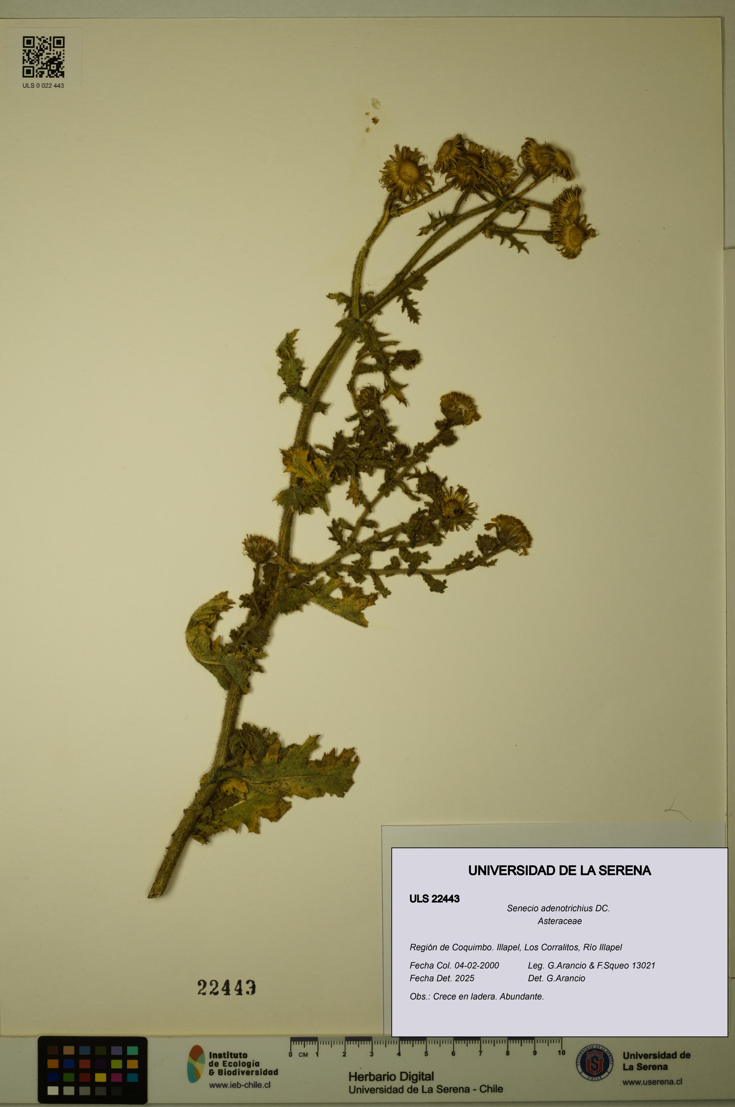 Senecio adenotrichius [Espécimen: ULS:ULS:0022443]