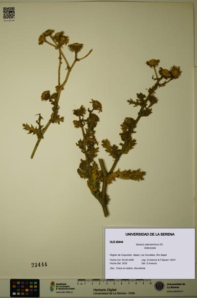 Senecio adenotrichius [Espécimen: ULS:ULS:0022444]