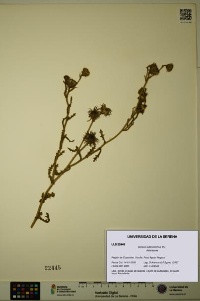 Senecio adenotrichius [Espécimen: ULS:ULS:0022445]