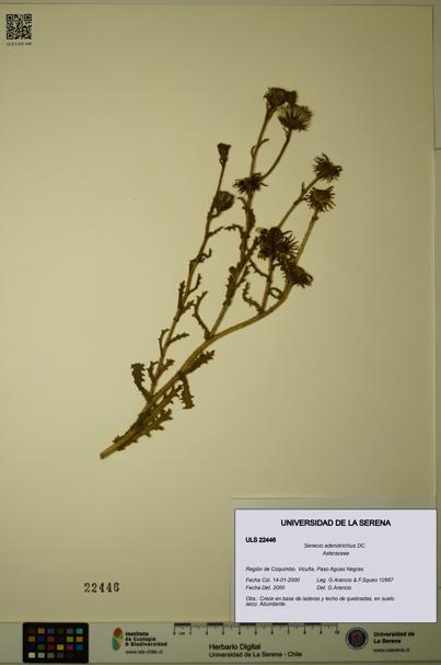 Senecio adenotrichius [Espécimen: ULS:ULS:0022446]
