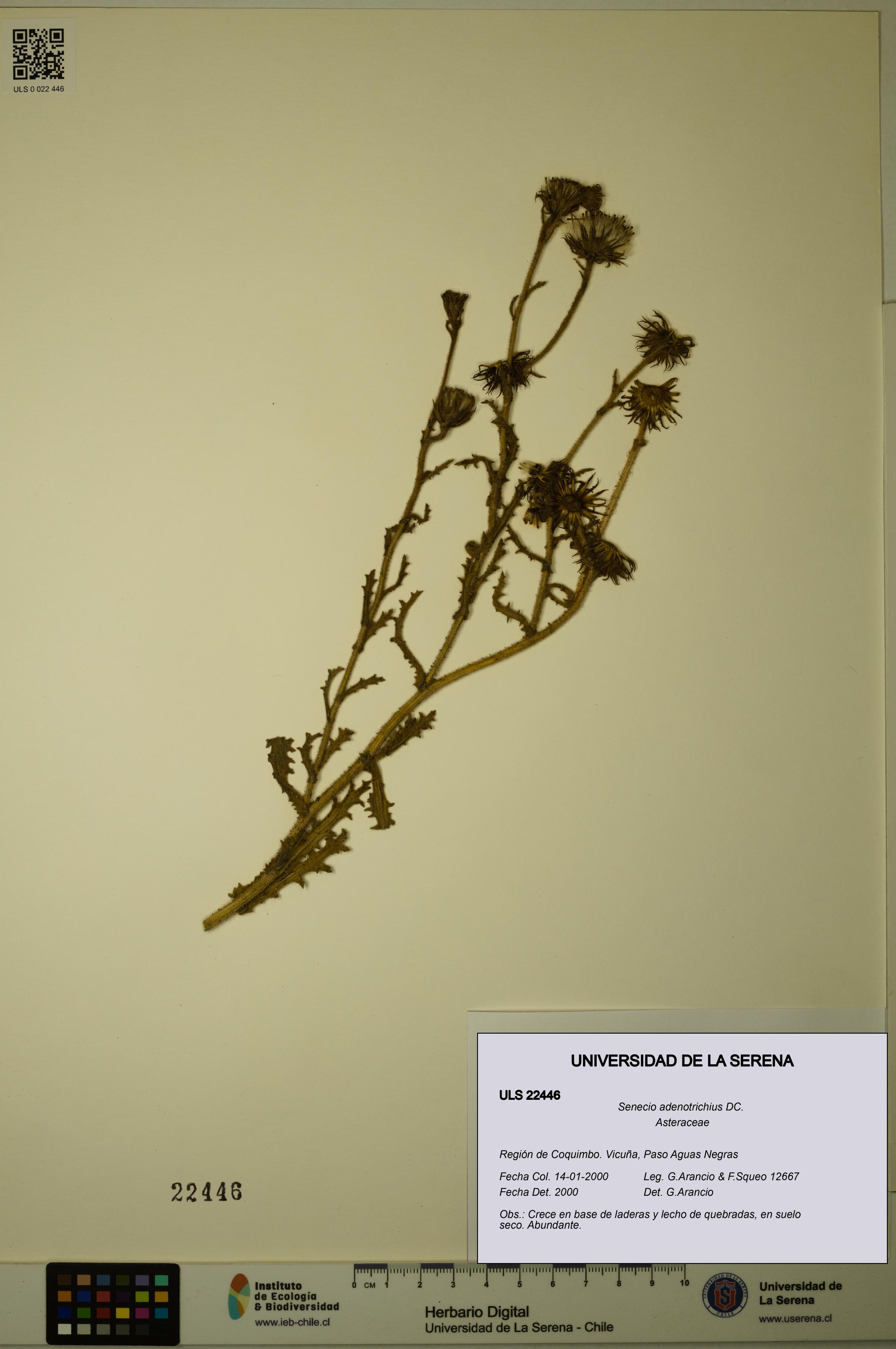 Senecio adenotrichius [Espécimen: ULS:ULS:0022446]
