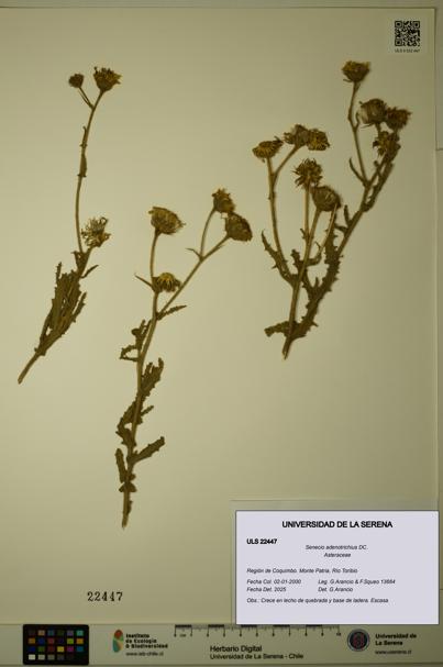 Senecio adenotrichius [Espécimen: ULS:ULS:0022447]