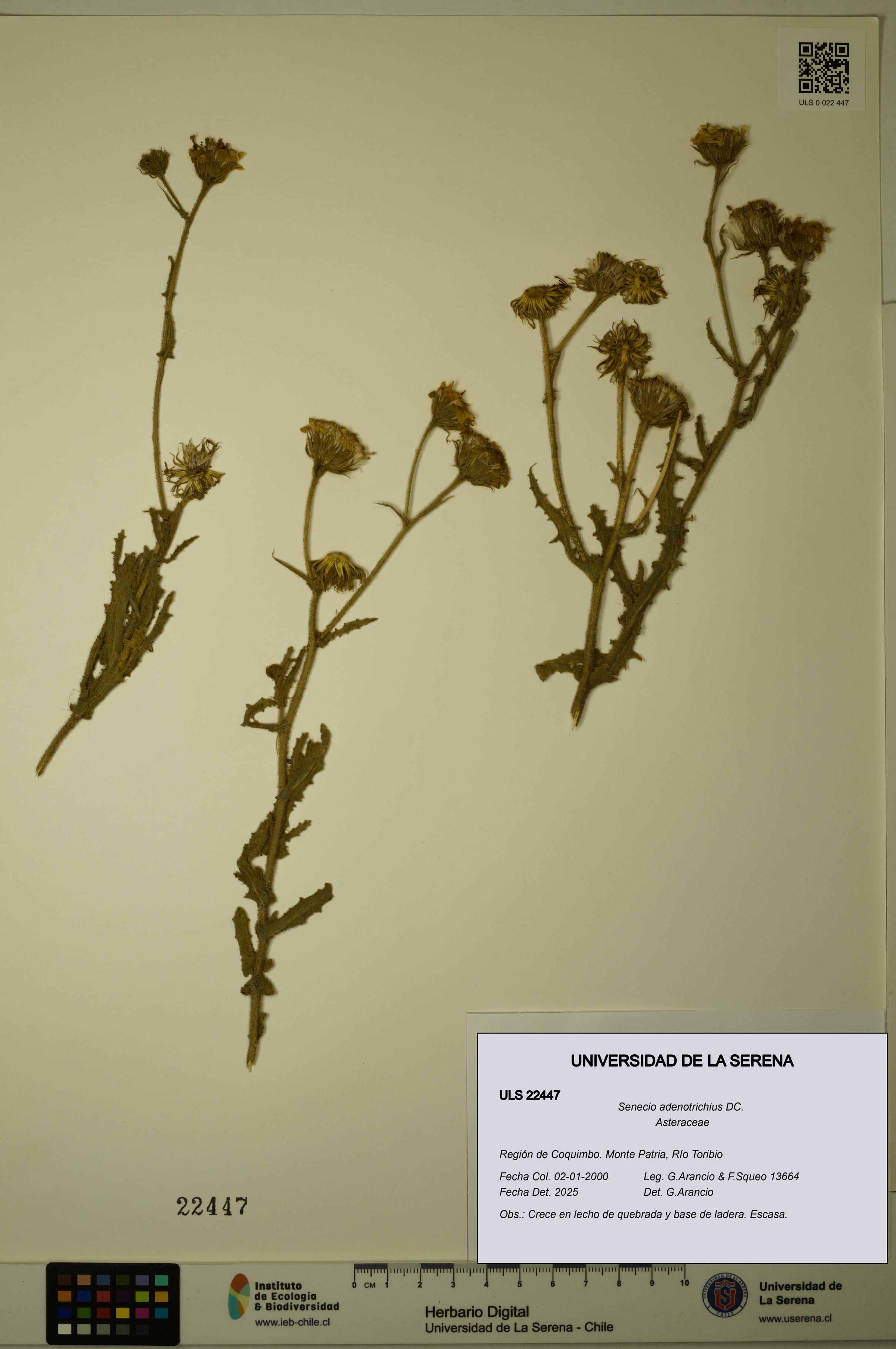 Senecio adenotrichius [Espécimen: ULS:ULS:0022447]