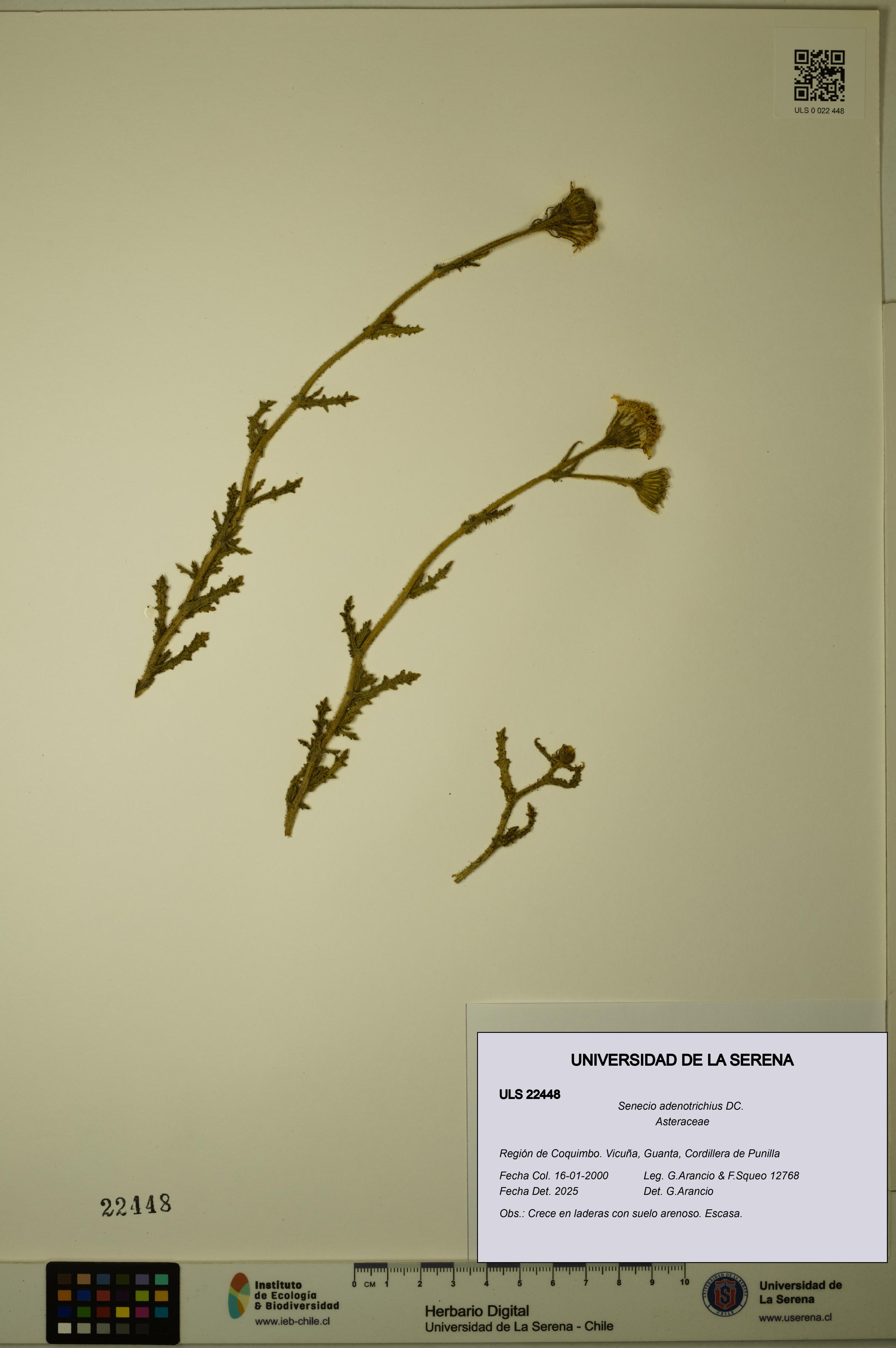 Senecio adenotrichius [Espécimen: ULS:ULS:0022448]