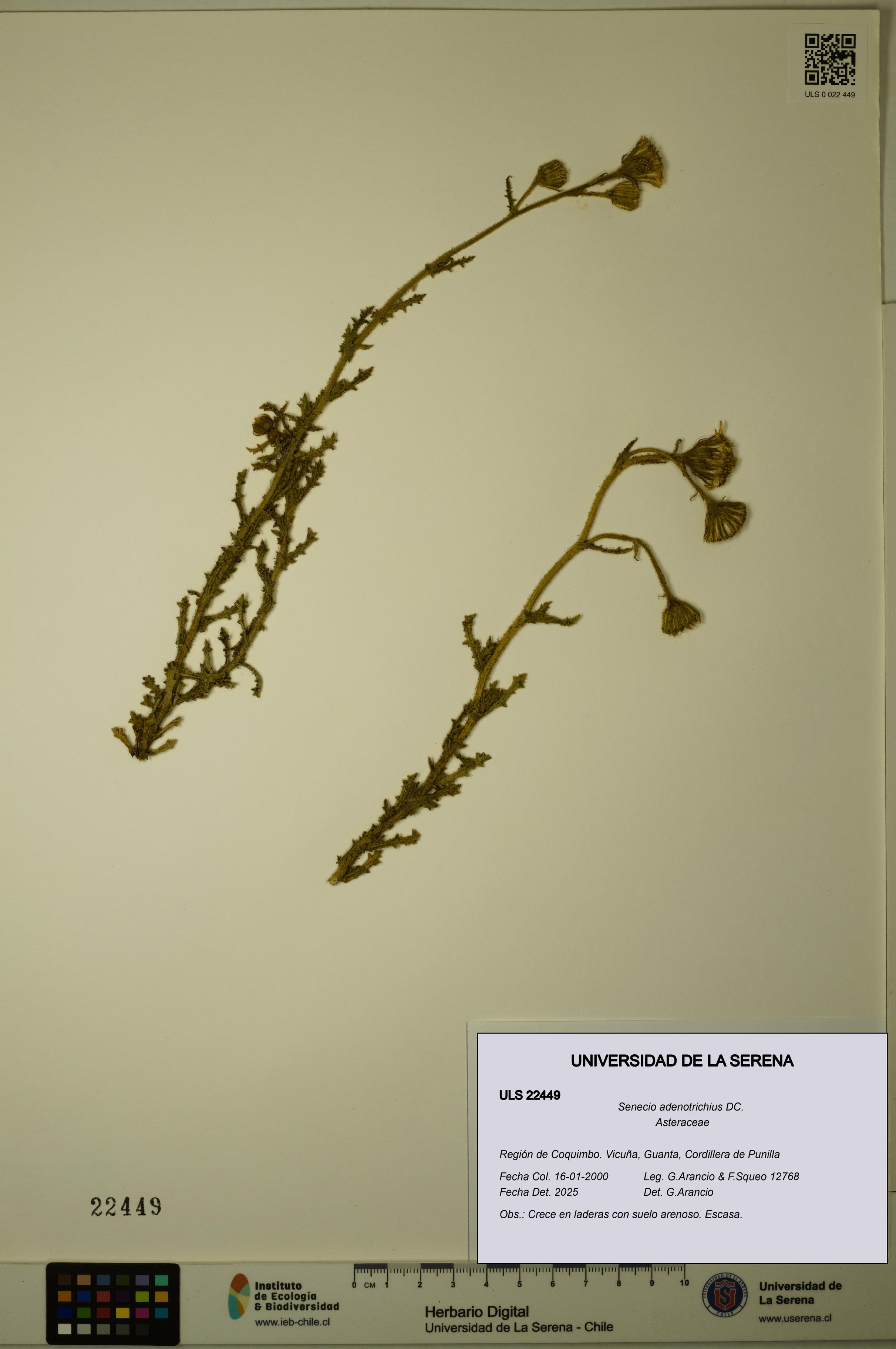 Senecio adenotrichius [Espécimen: ULS:ULS:0022449]