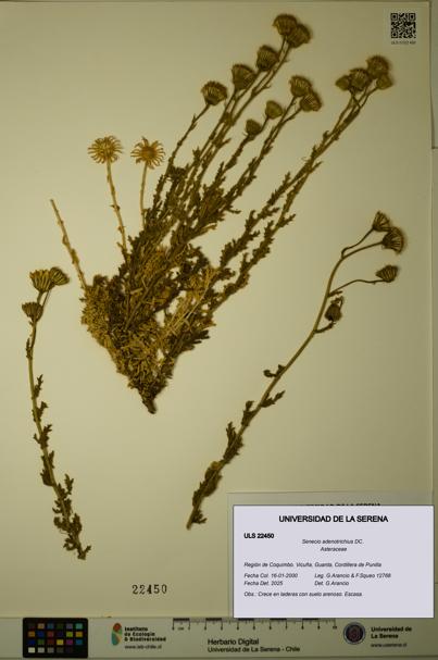 Senecio adenotrichius [Espécimen: ULS:ULS:0022450]