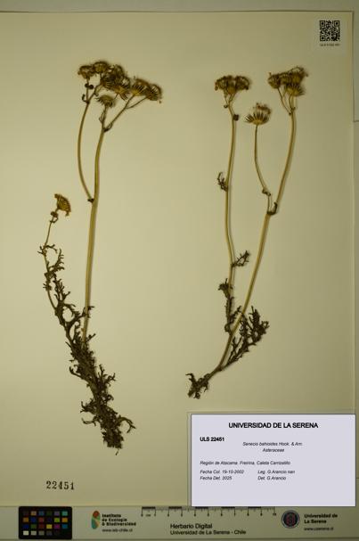 Senecio bahioides [Espécimen: ULS:ULS:0022451]