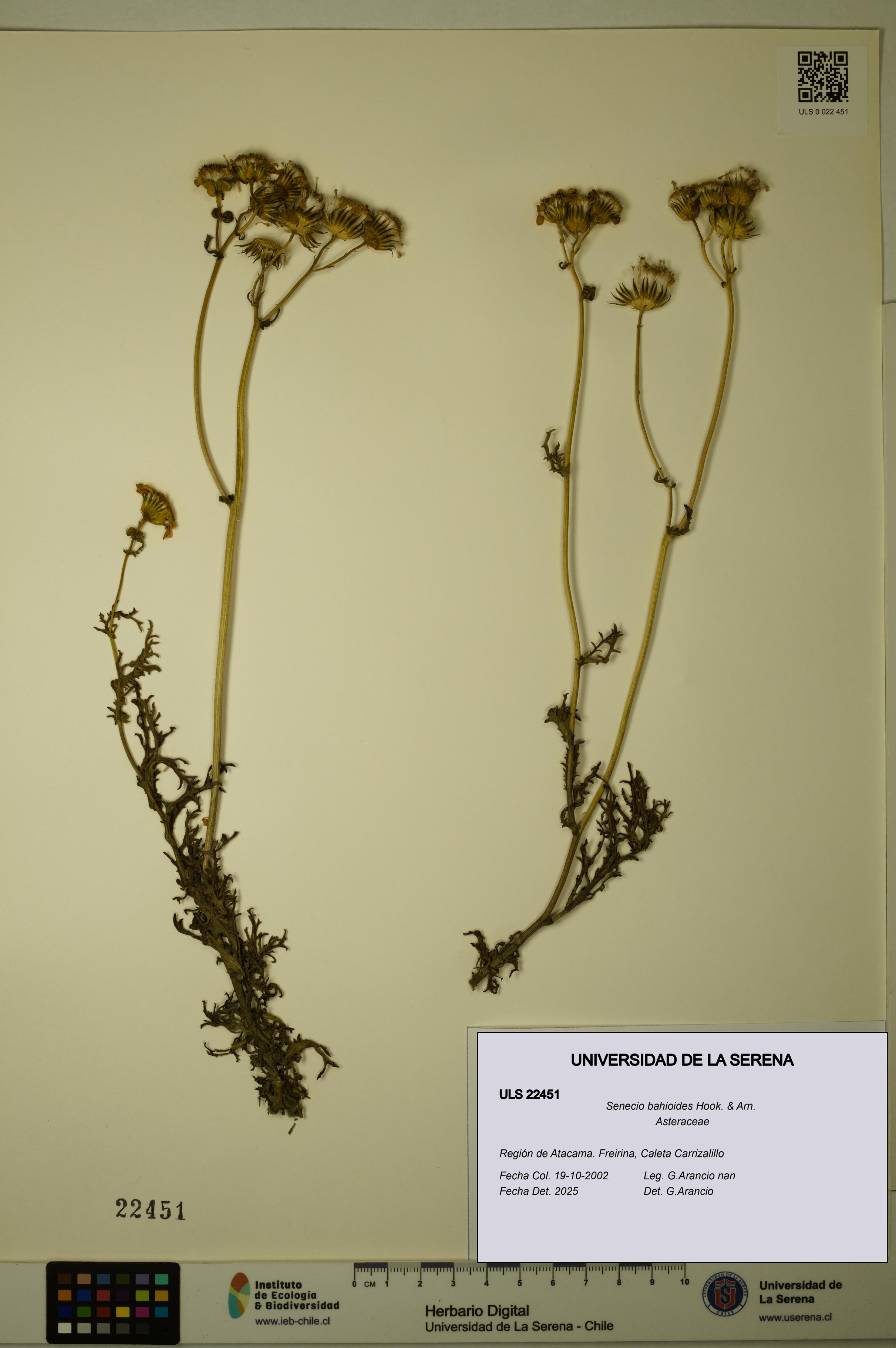 Senecio bahioides [Espécimen: ULS:ULS:0022451]