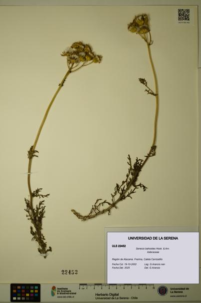 Senecio bahioides [Espécimen: ULS:ULS:0022452]