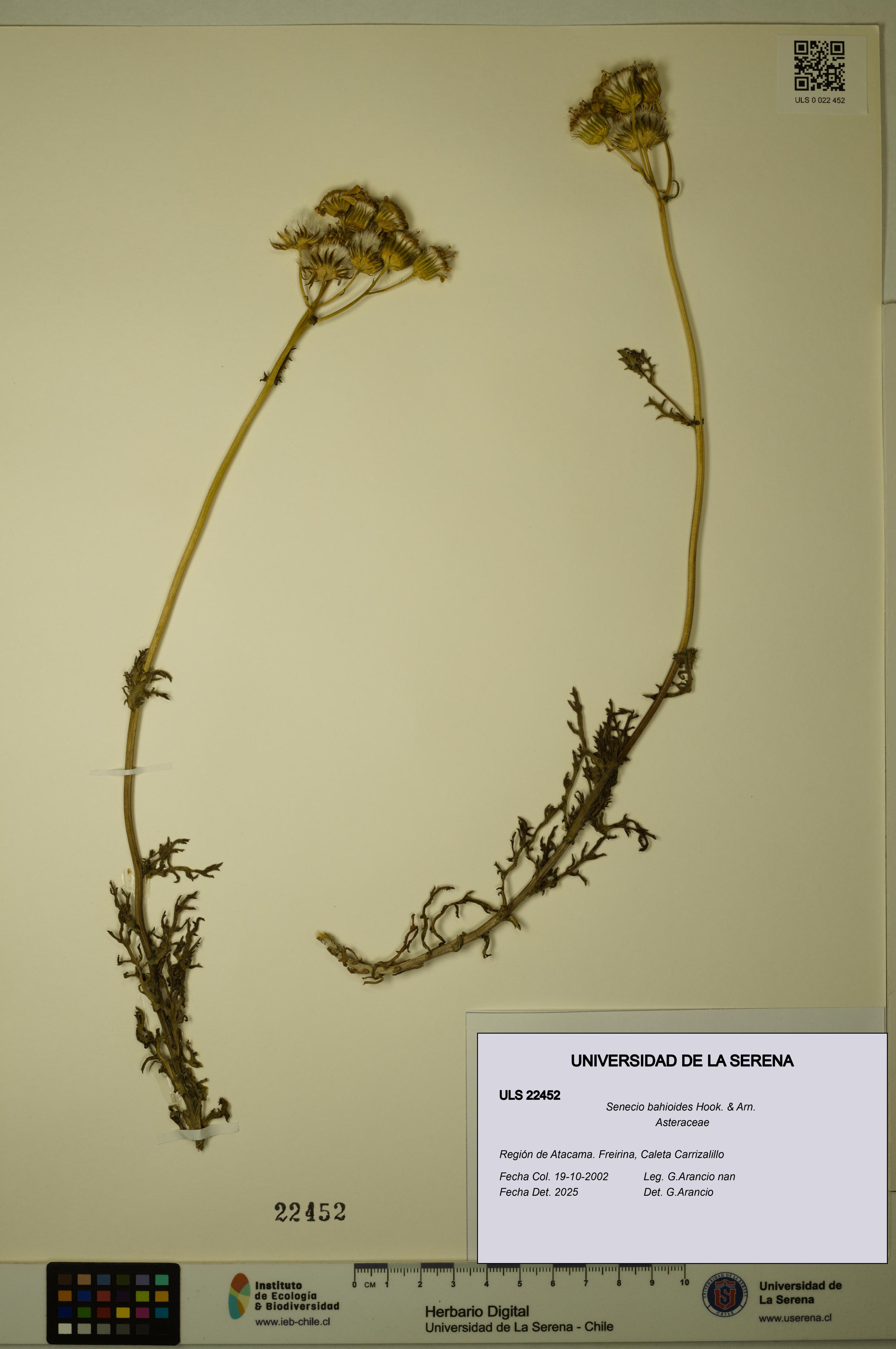 Senecio bahioides [Espécimen: ULS:ULS:0022452]