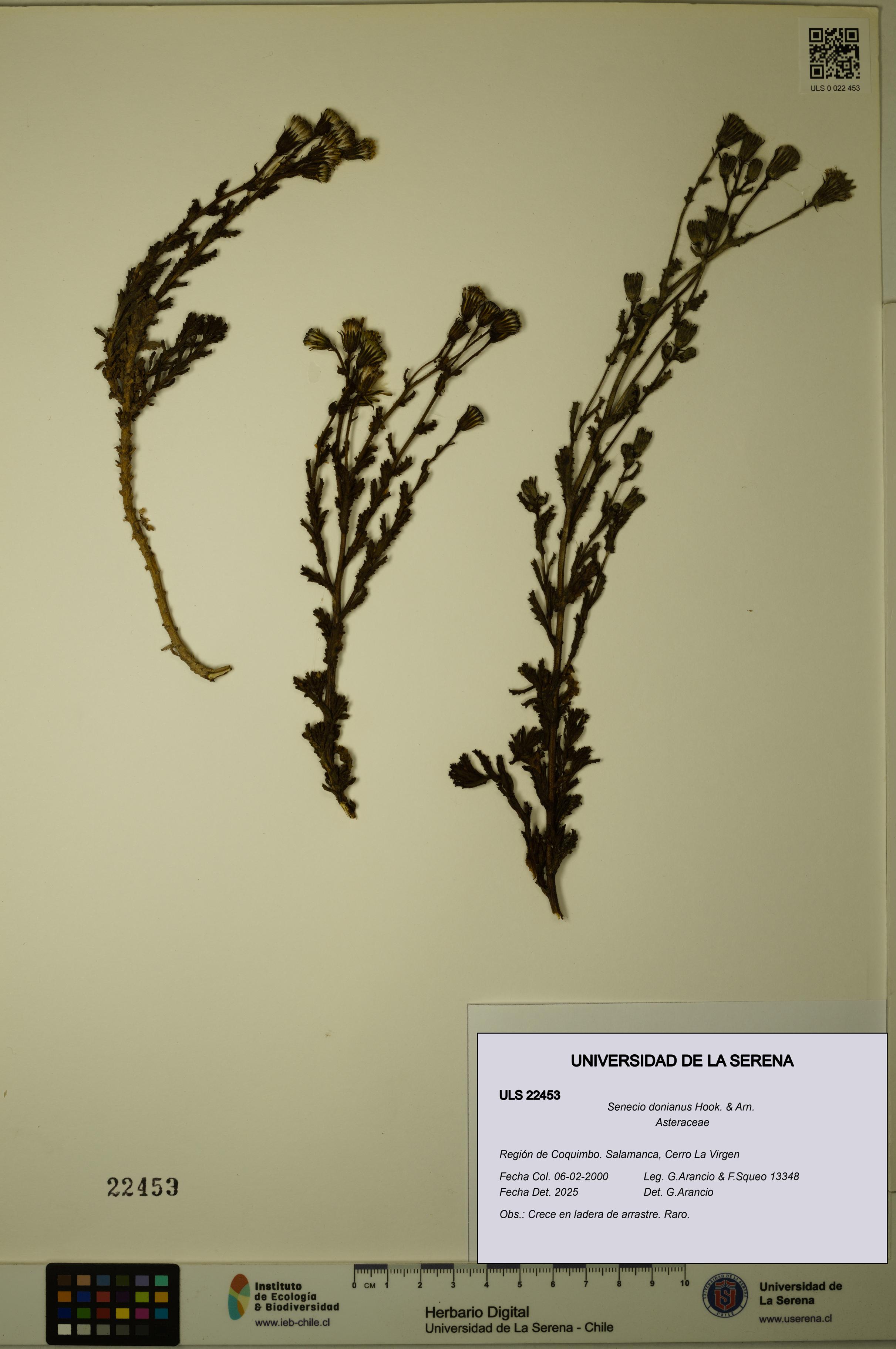 Senecio donianus [Espécimen: ULS:ULS:0022453]