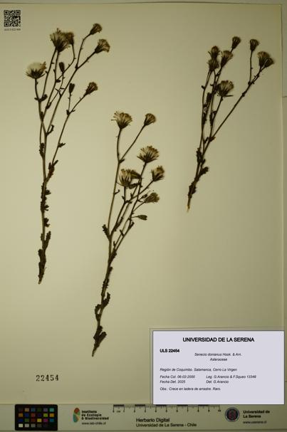 Senecio donianus [Espécimen: ULS:ULS:0022454]