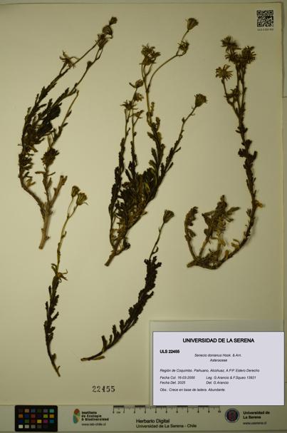 Senecio donianus [Espécimen: ULS:ULS:0022455]