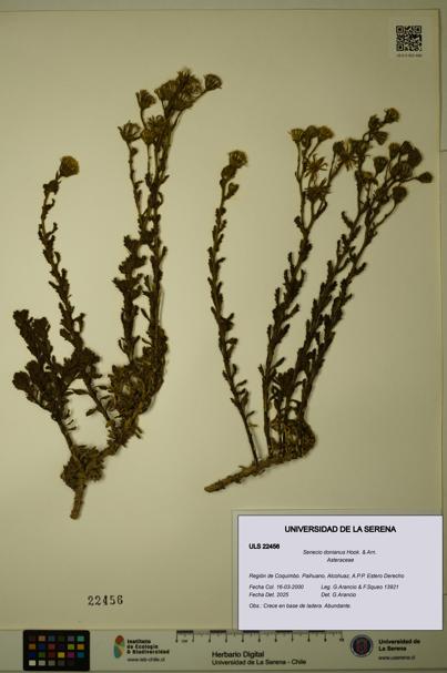Senecio donianus [Espécimen: ULS:ULS:0022456]