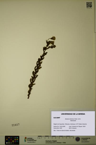 Senecio donianus [Espécimen: ULS:ULS:0022457]