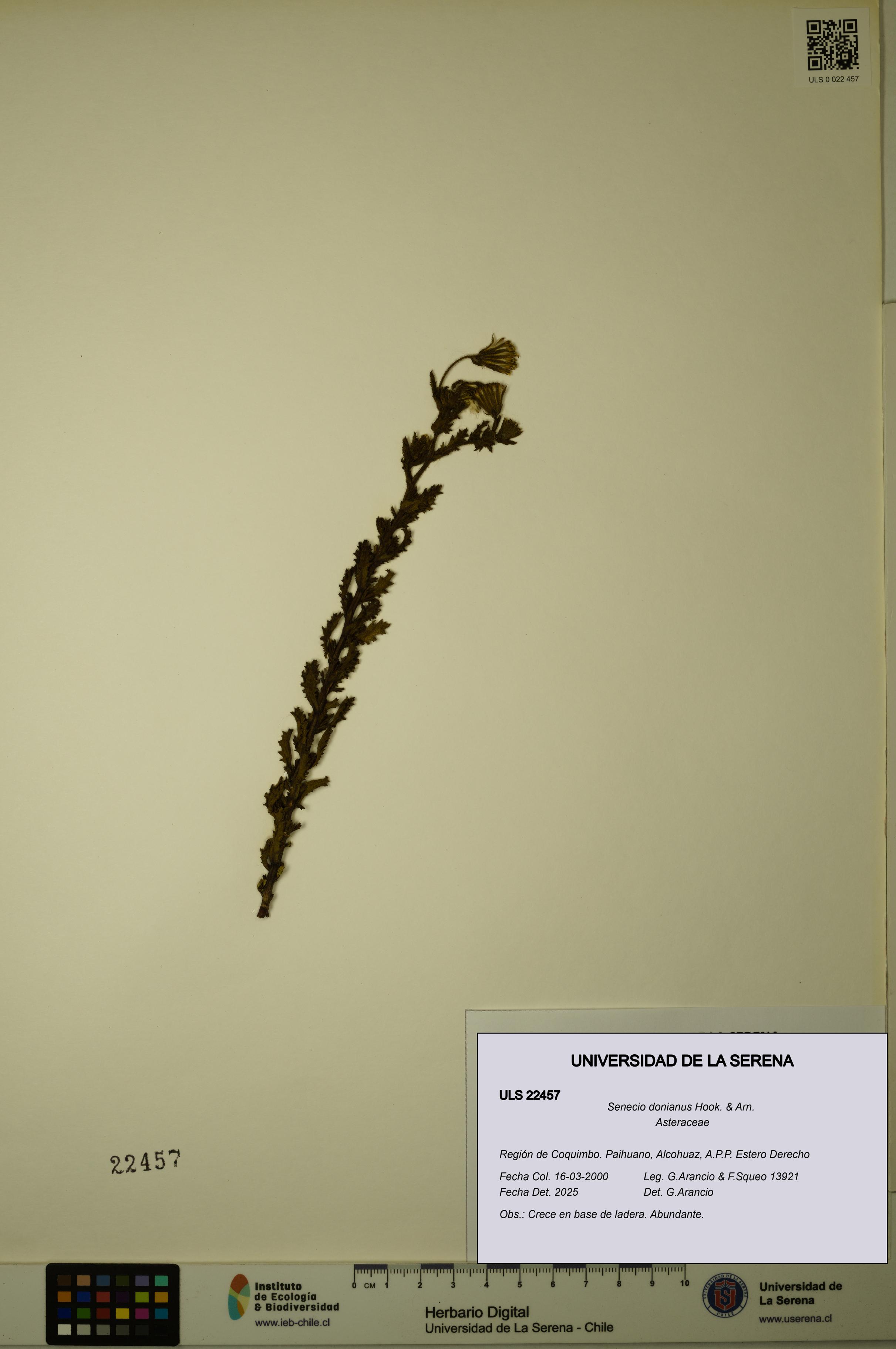 Senecio donianus [Espécimen: ULS:ULS:0022457]