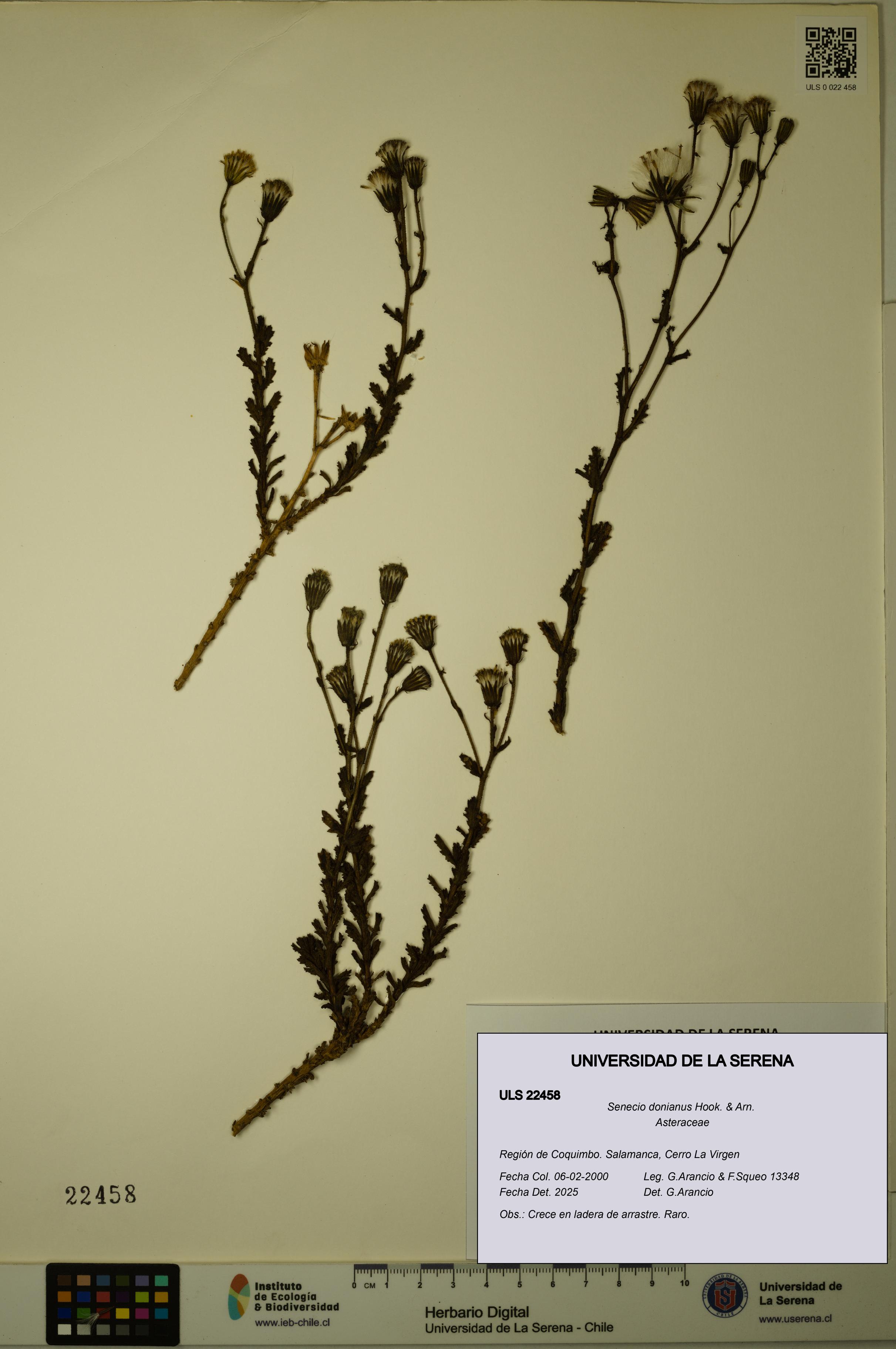 Senecio donianus [Espécimen: ULS:ULS:0022458]