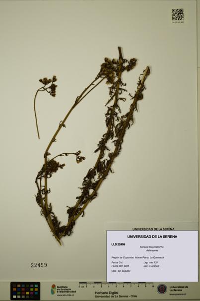 Senecio tocornalii [Espécimen: ULS:ULS:0022459]
