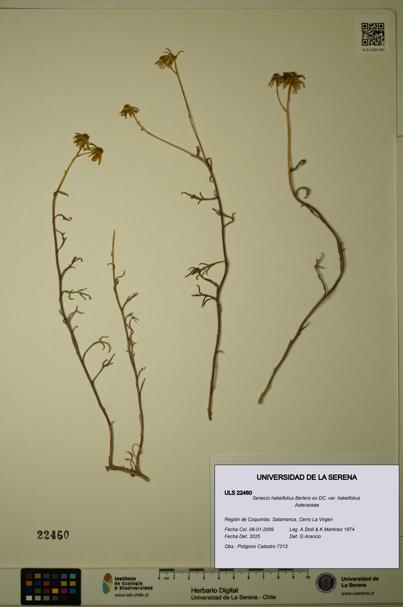 Senecio hakeifolius var. hakeifolius [Espécimen: ULS:ULS:0022460]