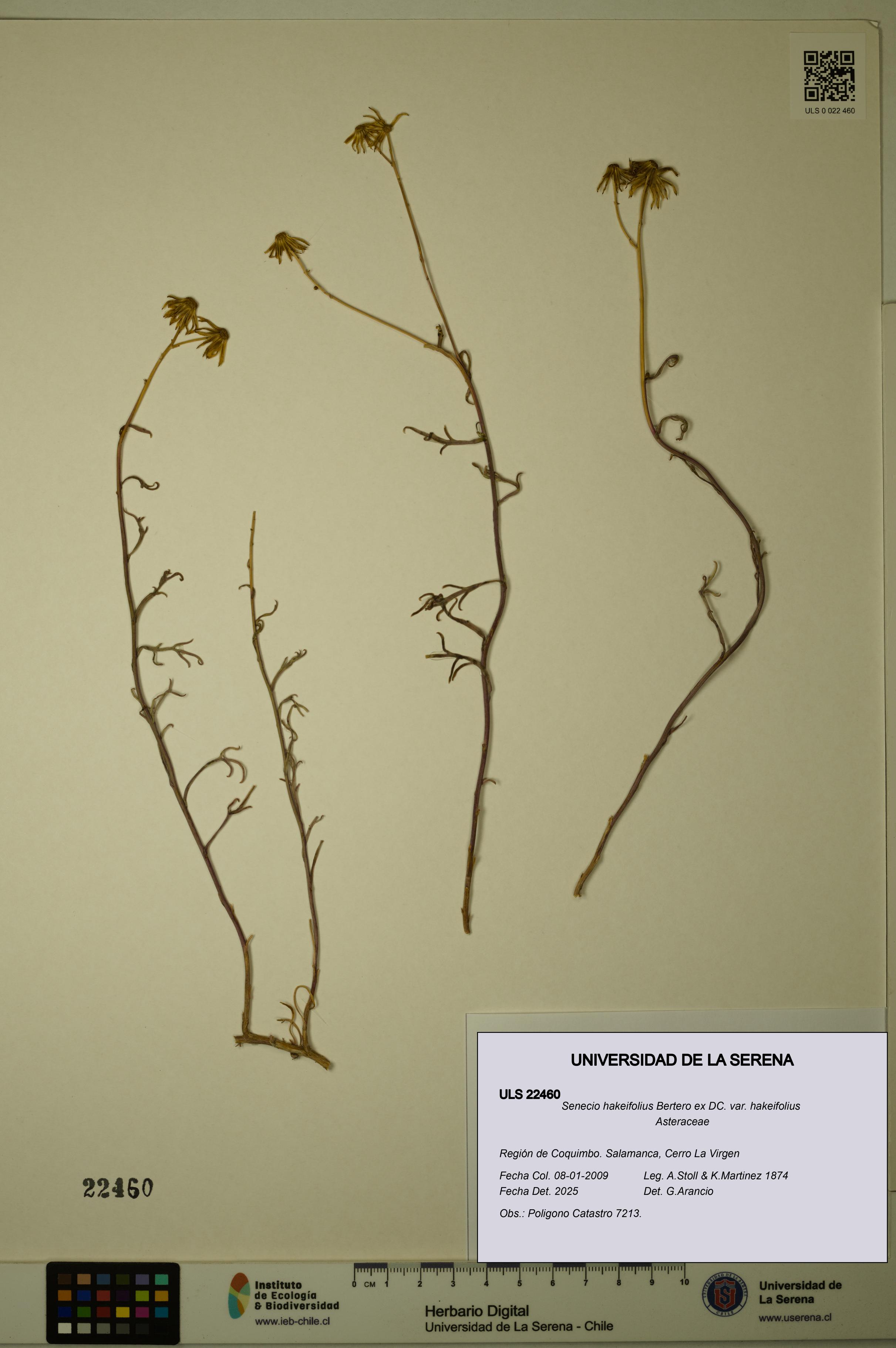 Senecio hakeifolius var. hakeifolius [Espécimen: ULS:ULS:0022460]