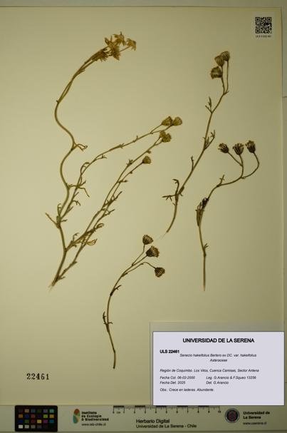 Senecio hakeifolius var. hakeifolius [Espécimen: ULS:ULS:0022461]