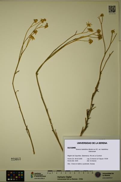 Senecio hakeifolius var. hakeifolius [Espécimen: ULS:ULS:0022462]