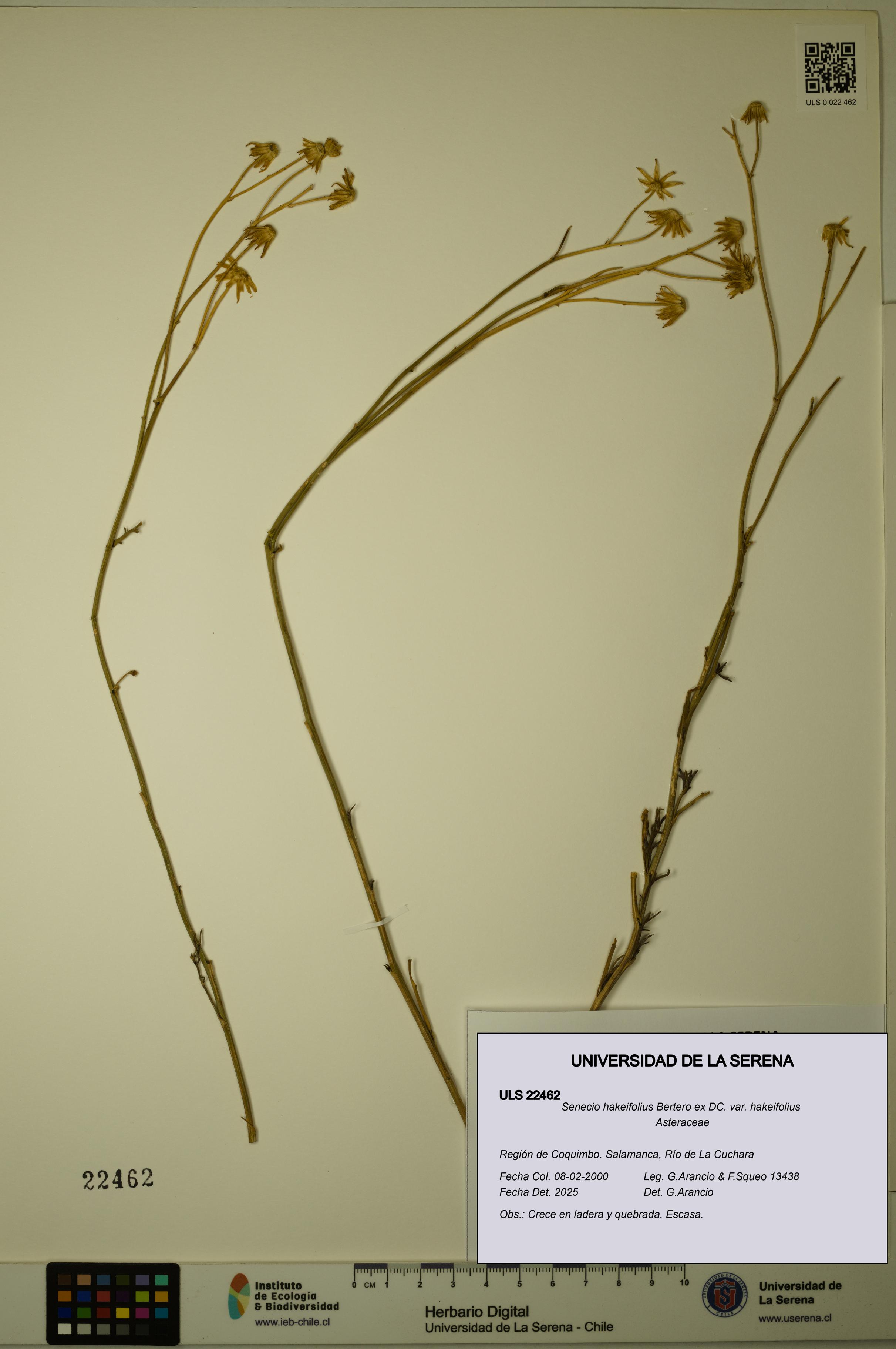 Senecio hakeifolius var. hakeifolius [Espécimen: ULS:ULS:0022462]